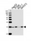 PHB Antibody